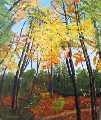 A soft walk in the forest