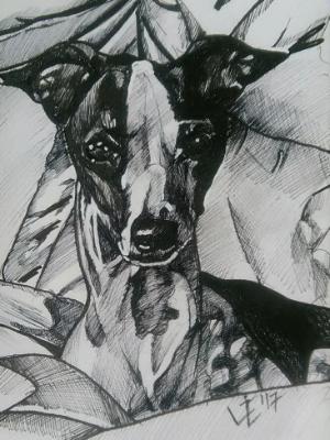 Moxie the Italian Greyhound