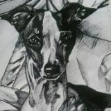 Moxie the Italian Greyhound