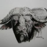 Cape Buffalo