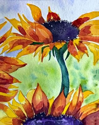 Sunflower Sunflower