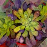 Succulents