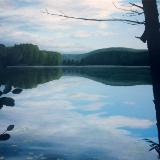 Pack Forest Landscape