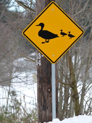 ducks crossing