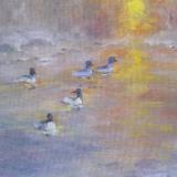 Mergansers at Sunset