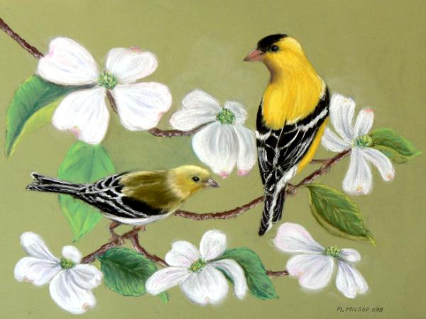 Goldfinches and White Dogwood