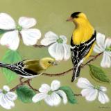 Goldfinches and White Dogwood