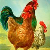 Two Hens and a Rooster.