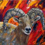 Big Horn Sheep