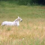 Resting Percheron