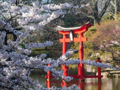 Cherry Blossoms and Shinto Shrine Cherry Blossoms and Shinto Shrine