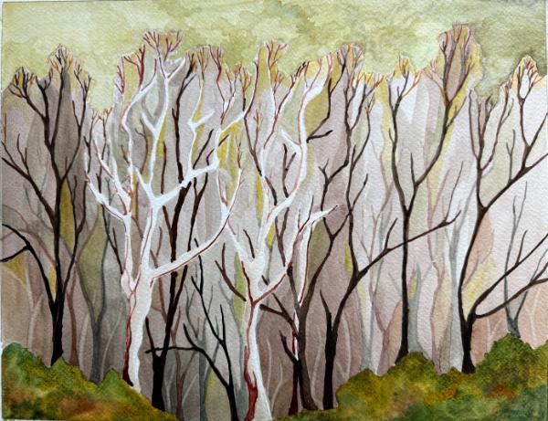 Early Spring, Tecolote Canyon