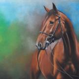 The beauty of the Morgan horse, 38cm x 56cm, 2021
