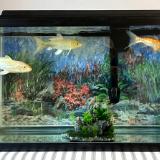 Fish Tank with an Acrylic Painting as Background