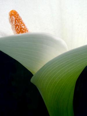 Open Calla