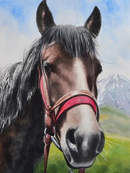 The beauty of the Kabardian Horse, 35cm x 50cm, 2019