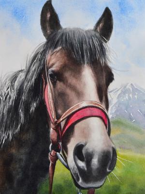 The beauty of the Kabardian Horse, 35cm x 50cm, 2019 The beauty of the Kabardian Horse, 35cm x 50cm, 2019