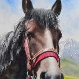 The beauty of the Kabardian Horse, 35cm x 50cm, 2019