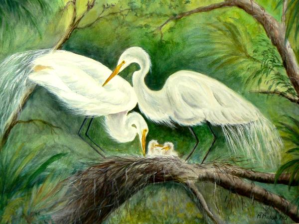 Nesting Egrets