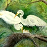 Nesting Egrets