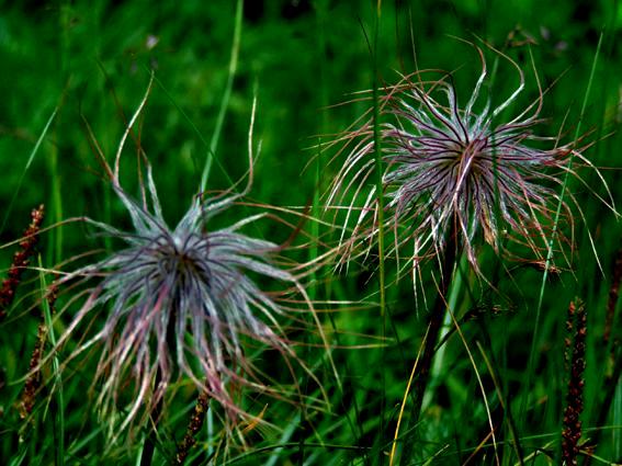 Nature: Crazy Grass