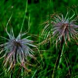 Nature: Crazy Grass