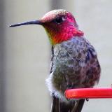 Hummingbird