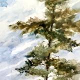 Tree at St George Cemetery 6.11.25