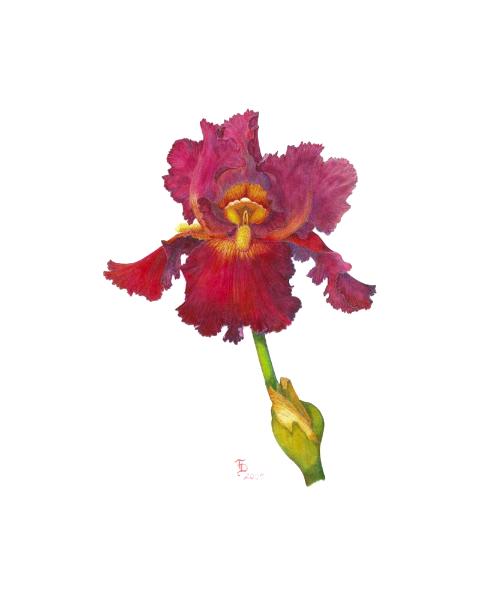 Red Iris