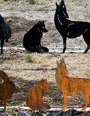 Coyotes Coyotes
