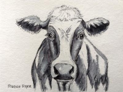 Black and white cow