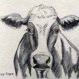 Black and white cow