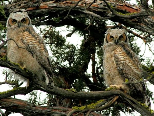 Great Horned Owlets