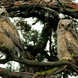 Great Horned Owlets