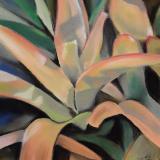 "Bromeliad Leaves"
