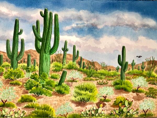 Saguaros and Desert Plants