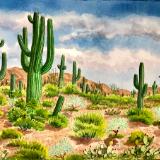 Saguaros and Desert Plants