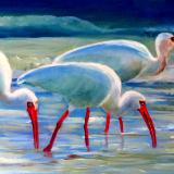 Ibis in Water - 12 x 24 - oil