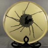 111108.A Splat Platter