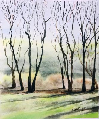 Eucalyptus Lane, Augustines Eucalyptus Lane, Augustines