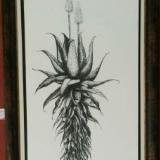 Aloe 2 Framed