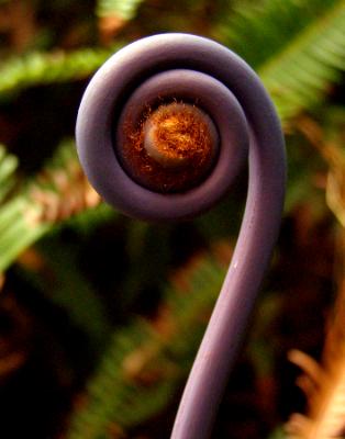 Fiddlehead Fern Fiddlehead Fern