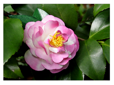 Variegated Pink Camellia Japonica Pin Variegated Pink Camellia Japonica Pin
