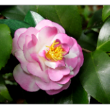 Variegated Pink Camellia Japonica Pin