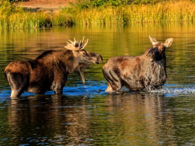 Sprage Lake Frisky Moose Sprage Lake Frisky Moose
