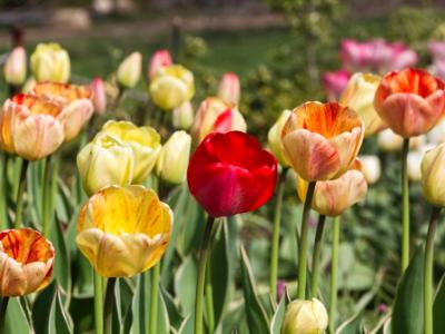 Five Tulips Five Tulips