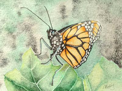 Monarch