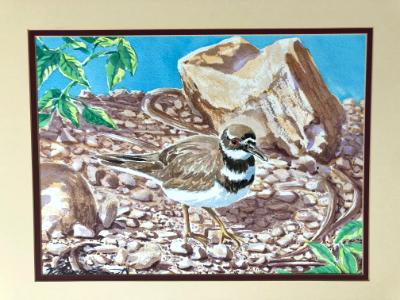 killdeer