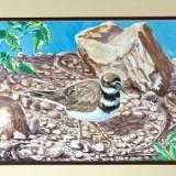 killdeer