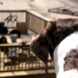 squirrel meets dog